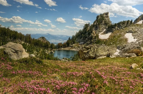 Flowering Lupine Meadows and Amphitheatre Lake, Grand Tetons — Stock Photo, Image