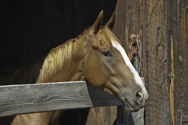 Horse in Barn — Stock Photo, Image