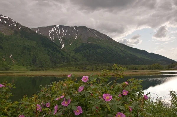 Flowers in Marsh with Snow-Capped Mountains — Stock Photo, Image