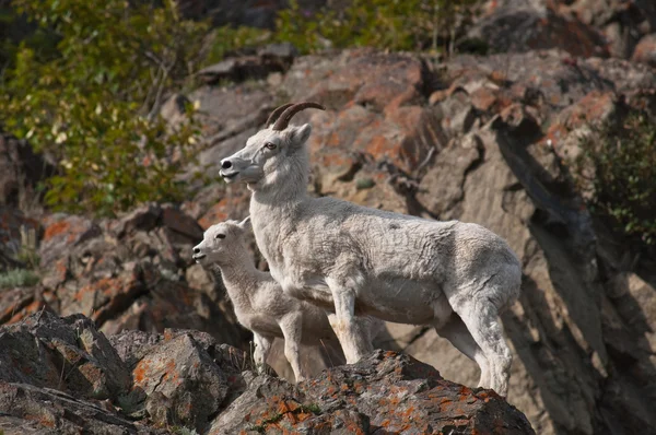 Dall Sheep Ewe and Lamb — Stock Photo, Image