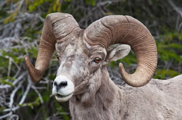 Gran cuerno de oveja — Foto de Stock