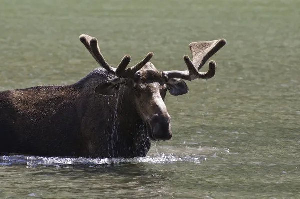 Krmení bull moose — Stock fotografie