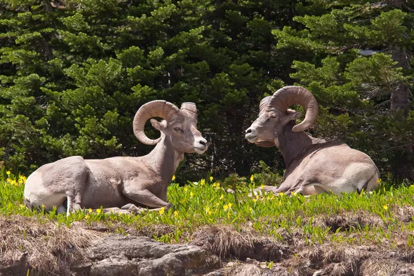 Bighorn Rams — стоковое фото