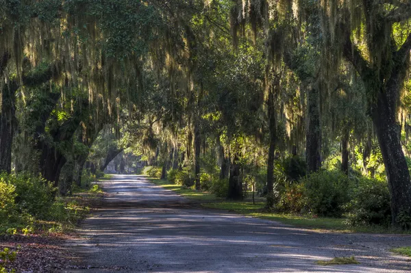 Bonaventure mezarlığı, savannah — Stok fotoğraf