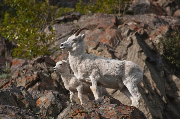 Dall juhok anyajuh és bárány Stock Kép