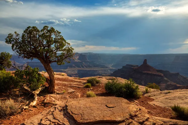 Canyonlands de Dead Horse Point — Fotografia de Stock