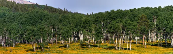 Aspen och solros panorama — Stockfoto