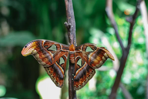 Polilla — Foto de Stock