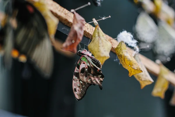 Borboleta recém-nascida — Fotografia de Stock