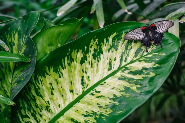 Vlinder landing op blad — Stockfoto