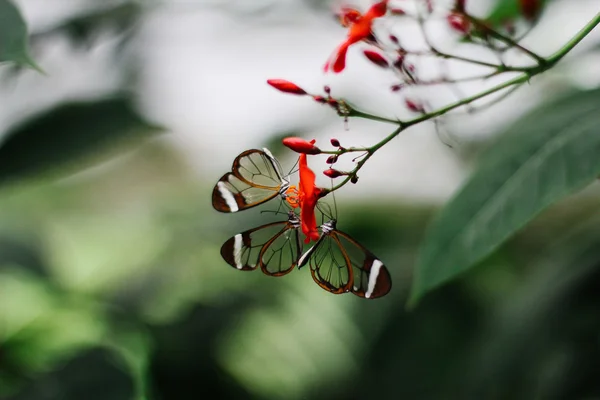 Glashinged sommerfugl - Stock-foto