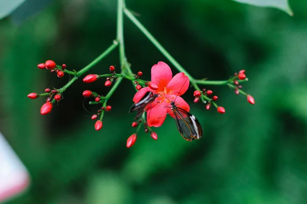 Glasswinged butterfly — Stock Photo, Image