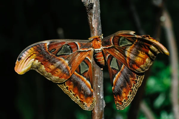 Polilla — Foto de Stock