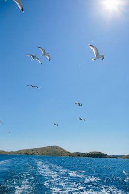 üzerinde mavi bir gökyüzü uçan martıları