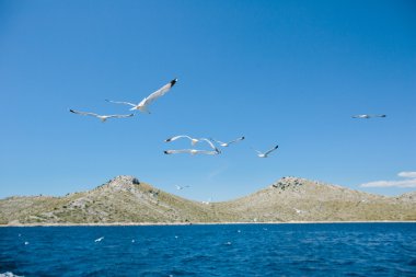 üzerinde mavi bir gökyüzü uçan martıları