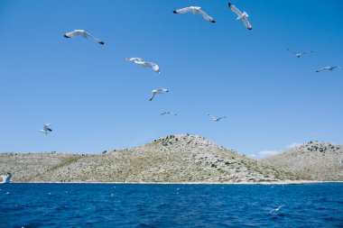 üzerinde mavi bir gökyüzü uçan martıları