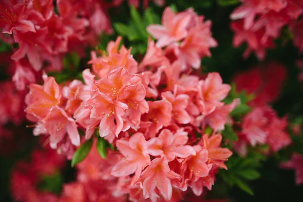 Close-up of beautiful coloured flower — Stock Photo, Image