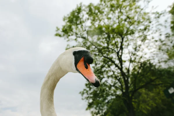 Cisne blanco —  Fotos de Stock