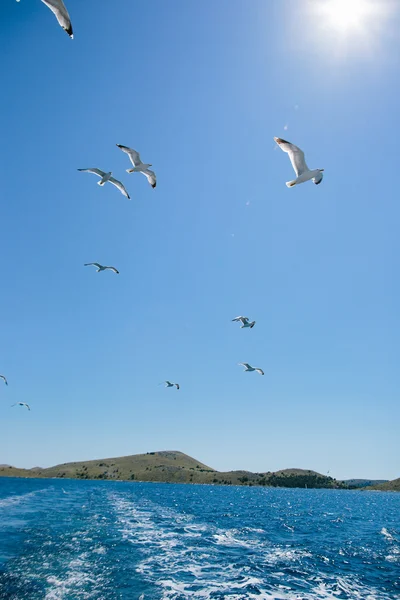 在一片蓝天飞行的海鸥 — 图库照片