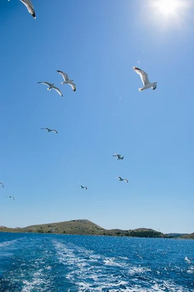 Möwen fliegen über einen blauen Himmel — Stockfoto