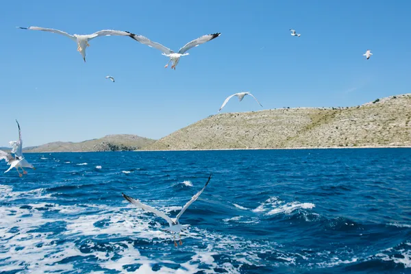 Möwen fliegen über einen blauen Himmel — Stockfoto