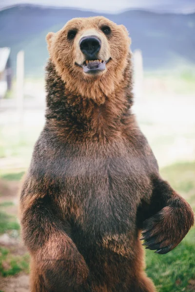 Grizzly bear Rechtenvrije Stockafbeeldingen