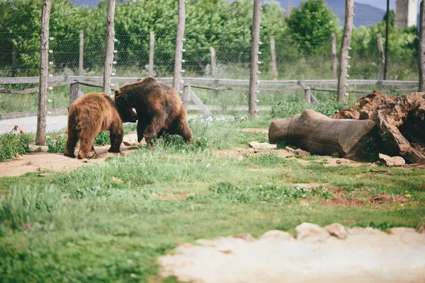 Grizzlybjörn — Stockfoto