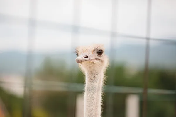 Ostrich looking at camera — Stock Photo, Image