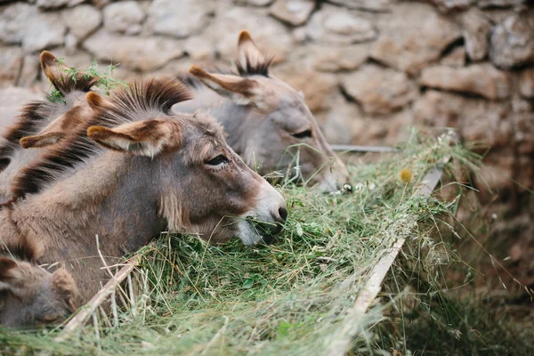 Donkey eating grass — Stock Photo, Image