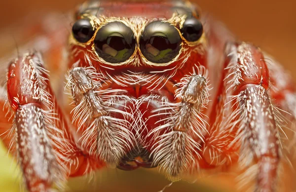 Jumping Spider — Stock Photo, Image