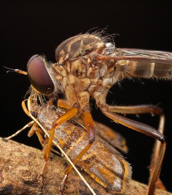 Robberfly