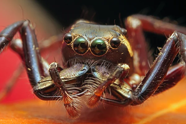 Hoppande spindel — Stockfoto