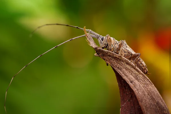 Longhorn Beetle — Stock Photo, Image