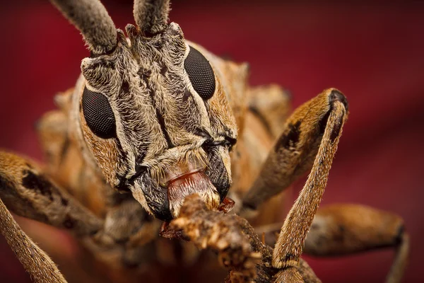 Jumping Spider — Stock Photo, Image