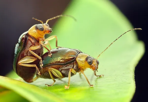 Käfer — Stockfoto