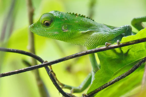 Bronchocela cristatella — Foto de Stock