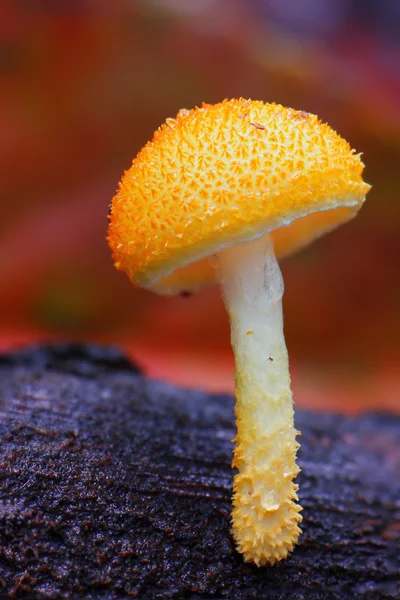 Mushrooms — Stock Photo, Image