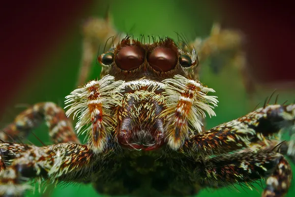 Hoppande spindel — Stockfoto