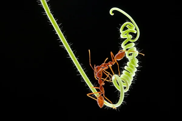 Weberameisen — Stockfoto