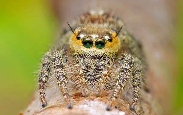 Araignée sauteuse Photos De Stock Libres De Droits