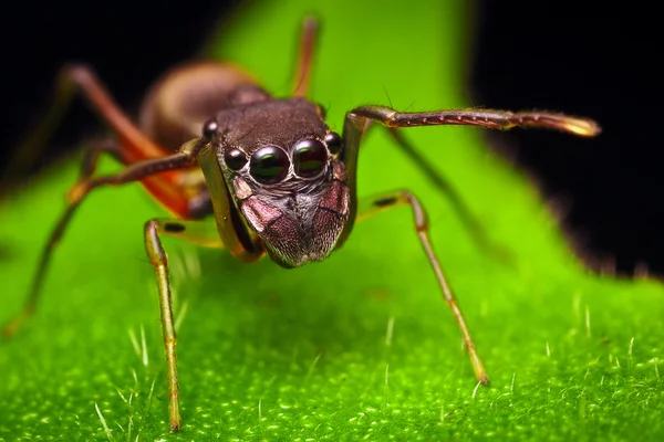 Ant Mimic Spider (Femmina ) Foto Stock