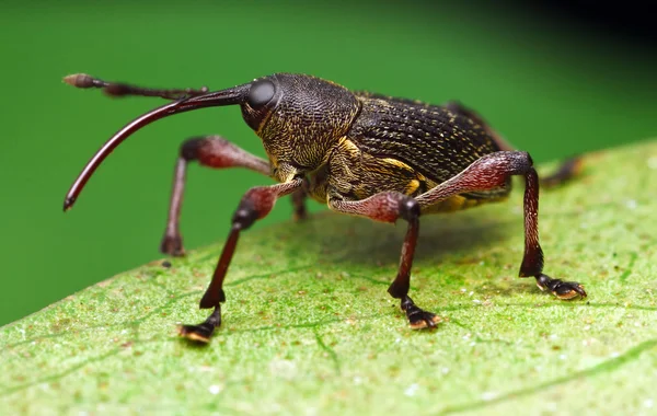 O Weevil Fotos De Bancos De Imagens