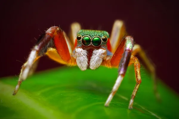 Araignée sauteuse Images De Stock Libres De Droits