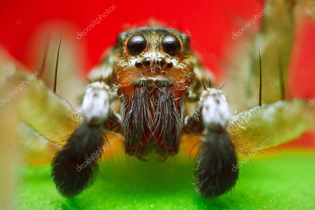 Wolf Spider Stock Photo by ©JamesAC 20191949