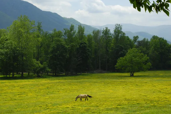 Horse Grazing en las montañas —  Fotos de Stock