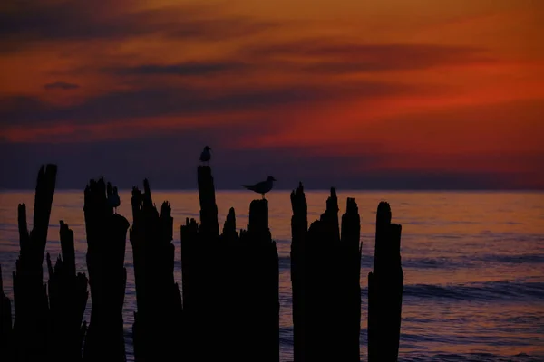 Una bandada de gaviotas se sientan en un viejo muelle de mar en la luz naranja del atardecer. — Foto de Stock