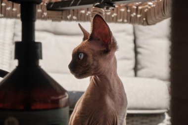 Closeup Devon Rex in Profile in life view