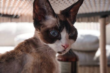 Portrait of pretty Devon Rex cat on sunny background