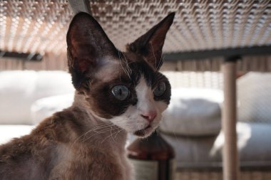 Portrait of pretty Devon Rex cat on sunny background