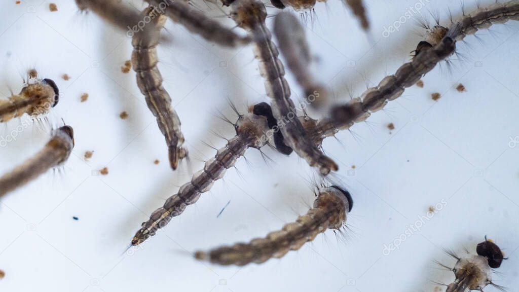 Curso Utilización De Alimento Vivo Para El Cultivo De Larvas De Peces